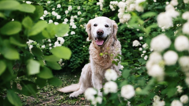 Happy smiling golden retriever puppy dog near white flowers