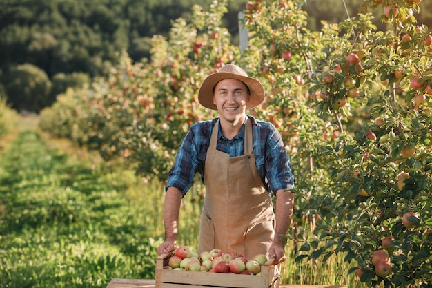 Happy smiling male farmer worker crop picking fresh ripe apples in orchard garden during autumn harvest Harvesting time