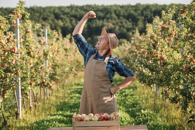 Happy smiling male farmer worker crop picking fresh ripe apples in orchard garden during autumn harvest Harvesting time