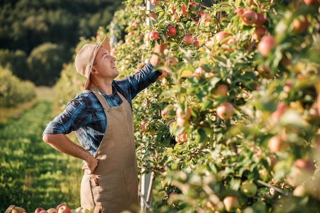 Happy smiling male farmer worker crop picking fresh ripe apples in orchard garden during autumn harvest Harvesting time