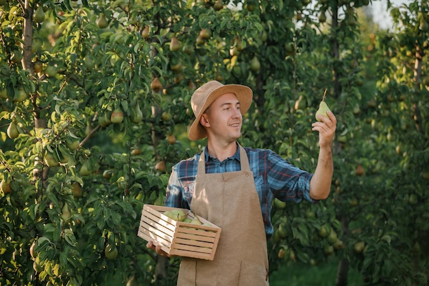 Happy smiling male farmer worker crop picking fresh ripe pears in orchard garden during autumn harvest Harvesting time