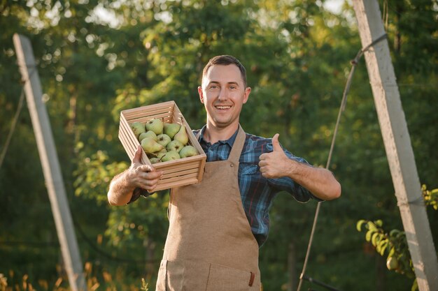 Happy smiling male farmer worker crop picking fresh ripe pears in orchard garden during autumn harvest Harvesting time