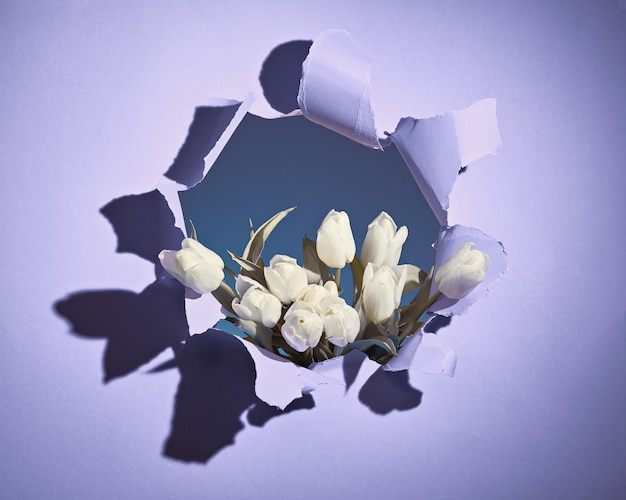 Happy Spring Holidays! Bunch of white tulips shown through torn violet or light purple paper hole. Trendy Springtime Birthday, Easter, Mothers day, birthday casual greeting background concept.