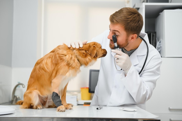 Happy veterinarians examining dog in clinic