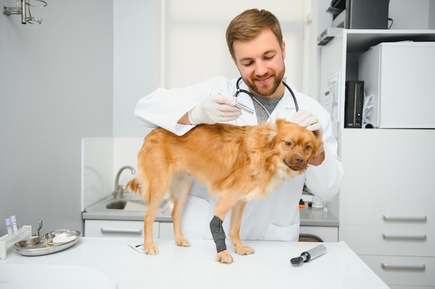 Happy veterinarians examining dog in clinic