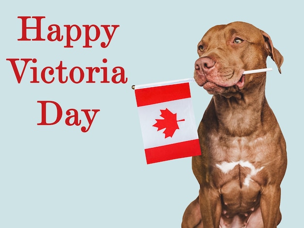 Happy Victoria Day Brown puppy and Canadian flag