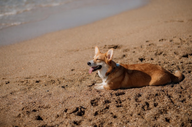 Happy welsh corgi pembroke dog at the beach