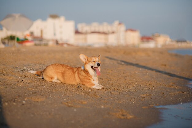 Happy welsh corgi pembroke dog at the beach