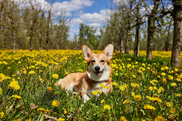 Happy Welsh Corgi Pembroke dog sitting in yellow dandelions field in the grass smiling in spring