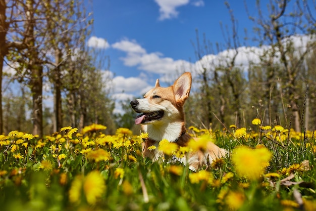 Happy Welsh Corgi Pembroke dog sitting in yellow dandelions field in the grass smiling in spring