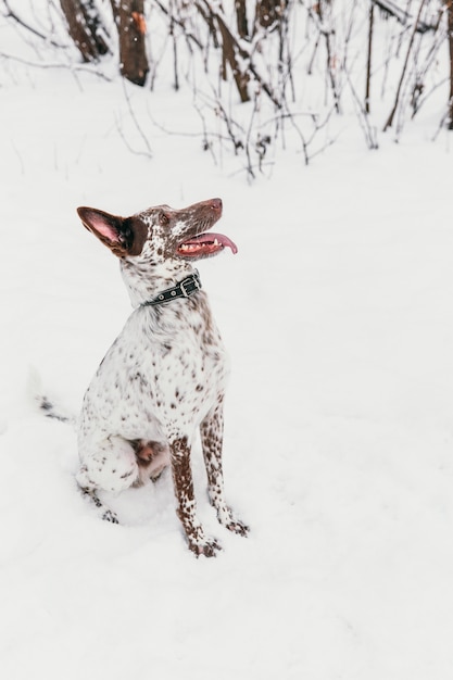 Happy white-brown dog in collar sitting on snowy field in winter