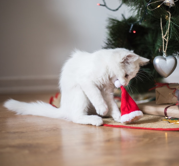 Happy white  cat plays with a Christmas toy. New year season, holidays and celebration. Naughty cute kitten near fir tree