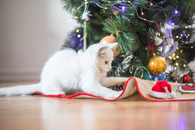 Happy white  cat plays with a Christmas toy. New year season, holidays and celebration. Naughty cute kitten near fir tree