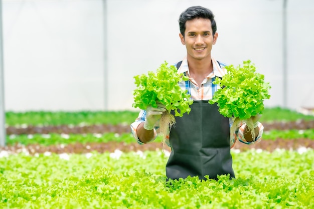 Happy young adult asian man holding fresh  lettuce in hydroponic farmfocused on vegetables