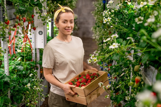 Happy young female worker of vertical farm holding wooden box with heap of ripe strawberries while standing between shelves