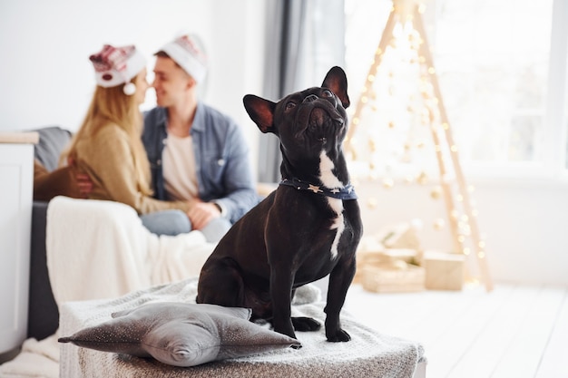 Happy young modern couple in christmas hats sitting on the sofa at home with their cute dog and new year tree.