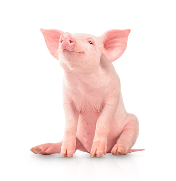 Happy young pig isolated on white background. Funny animals emotions.