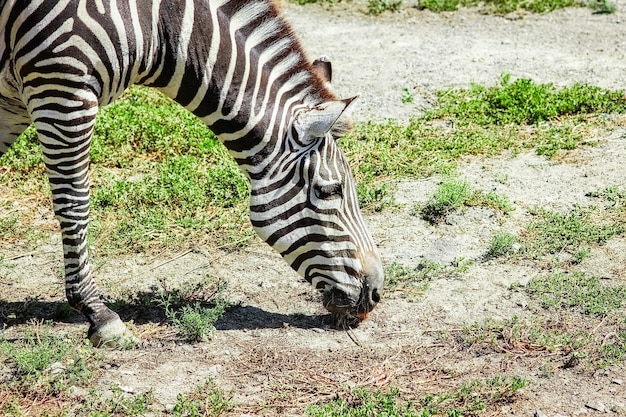 Happy zebra in the zoo in nature