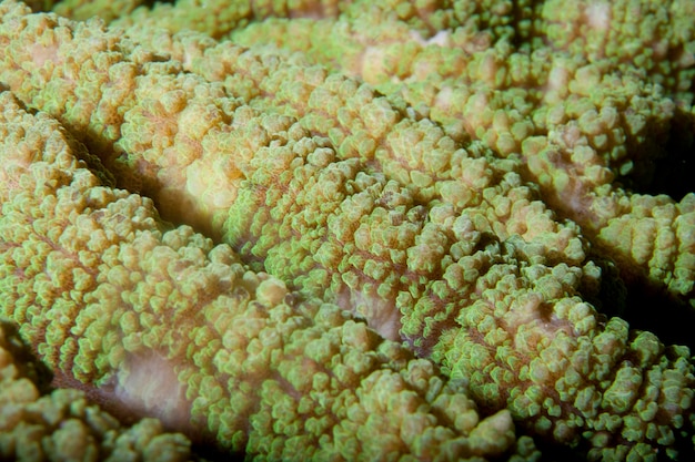 Hard coral macro detail from Raja Ampat, Papua Indonesia