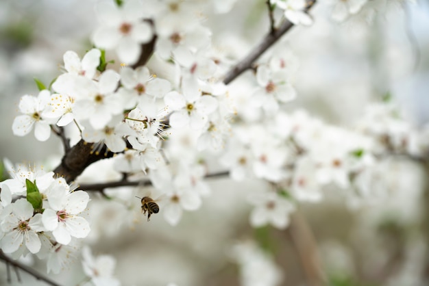 A hardworking bee collects honey on the beautiful flowers of wild plum on a sunny, warm spring day.