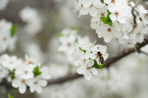 A hardworking bee collects honey on the beautiful flowers of wild plum on a sunny, warm spring day.