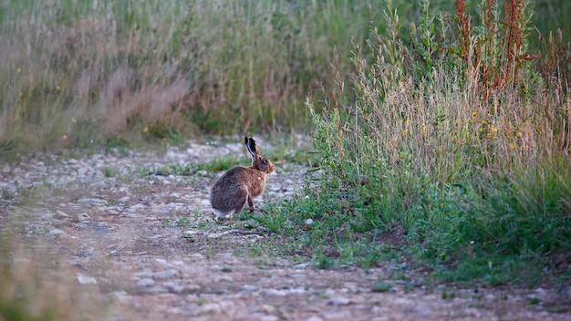 Photo hare in a field