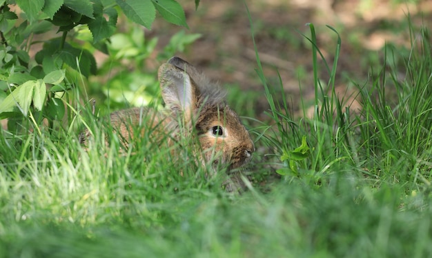 hare hiding in the grass