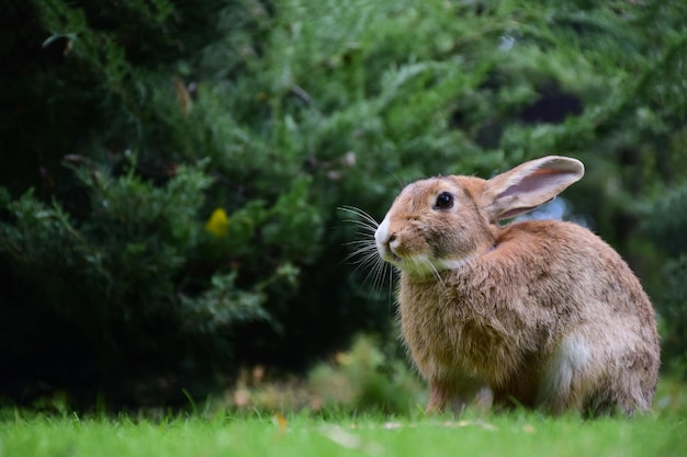 The hare is sitting on the green grass on the right side of the frameThe foreground and background