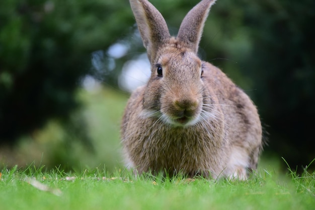 The hare sits on the grass on the right side of the frame and looks into the lens