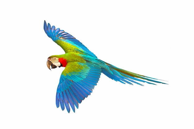 Harlequin macaw parrot flying isolated on white background.