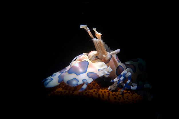 Photo harlequin shrimp feeding on a starfish underwater world of bali