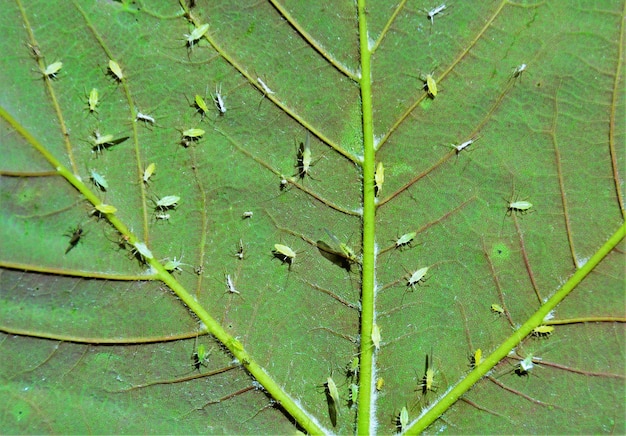 Harmful Aphidoidea insects