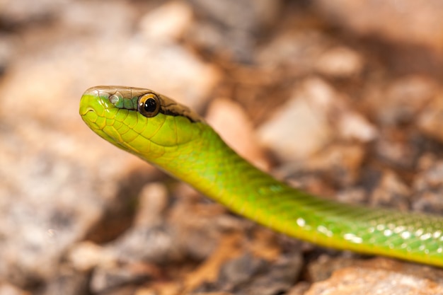 Harmless  inoffensive green snake closeup on ground