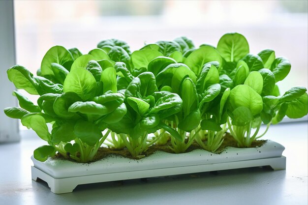 The Harmony of Hydroponics Cultivating Brazilian Spinach and Green Lettuce in a Minimalist SoilSav