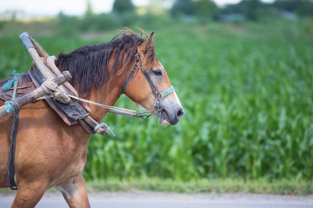 Harnessed horse on the background of the field