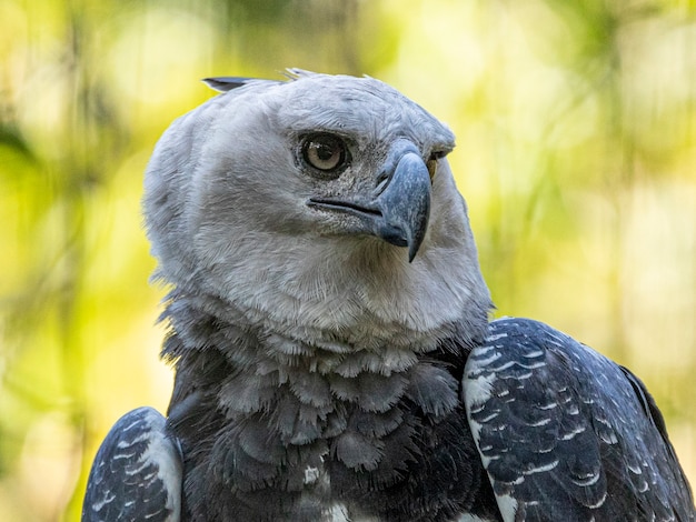 The Harpy Eagle (Harpia harpyja) with green nature bokeh as background.