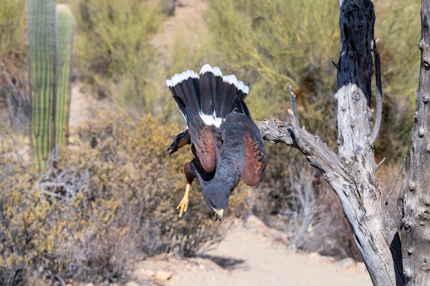 Harriss Hawk diving down to the Ground in the Sonoran Desert