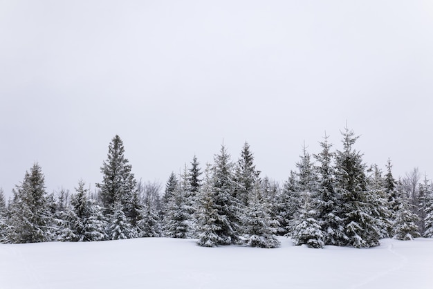 Harsh winter landscape beautiful snowy fir trees stand against a foggy mountainous area on a cold winter day. The concept of cold northern nature. Copyspace