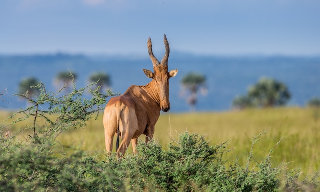 Hartebeest is standing in the savannah against a picturesque savannah