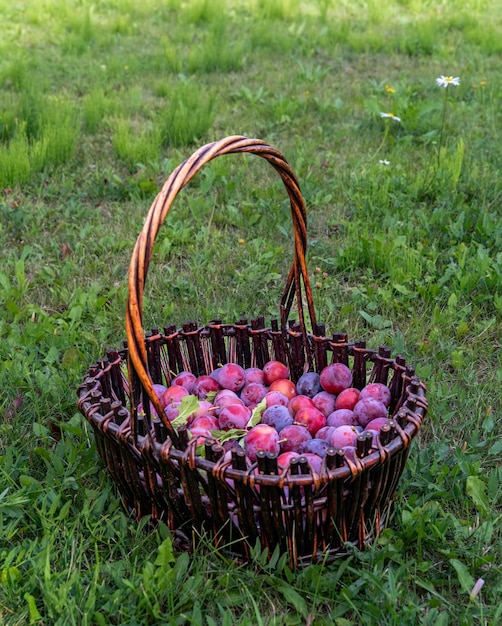 Harvest in a basket fresh plums in the summer garden in countryside