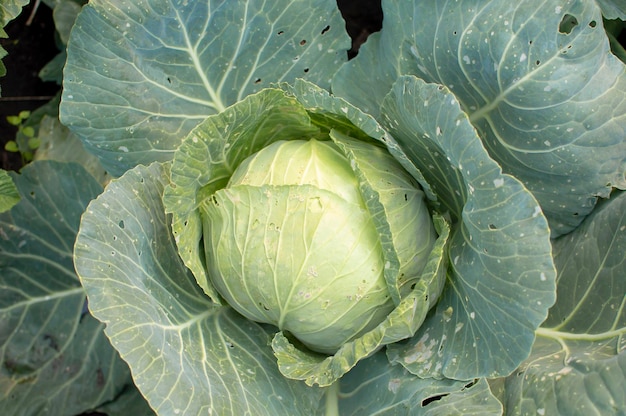 Harvest of the cabbage Fresh cabbage in the farm