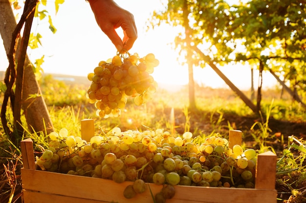 During harvest close up the hand of a farmer picking a white grape in the box the farmer holds a gra...