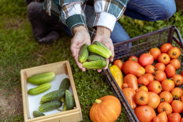 Harvest cucumbers and other vegetables