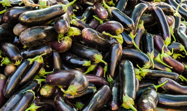 Harvest of eggplants lies on a pile Organic vegetables Harvesting aubergine Agriculture crops Selective focus