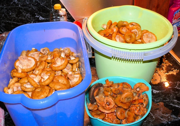 Harvest forest mushrooms mushrooms in the forest