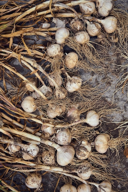 Harvest of fresh garlic