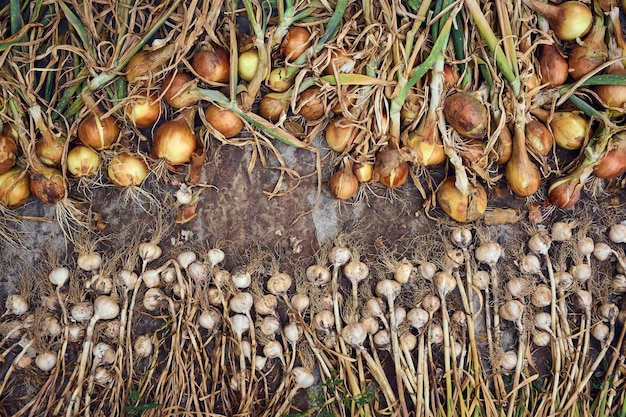 Harvest of fresh golden onions and garlic