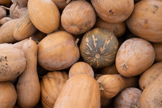 Harvest of fresh organic pumpkins outdoor.