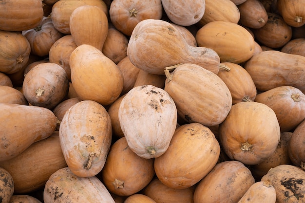 Harvest of fresh organic pumpkins outdoor.