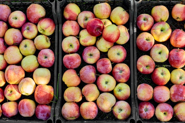 Harvest of fresh organic red apples in the black boxes